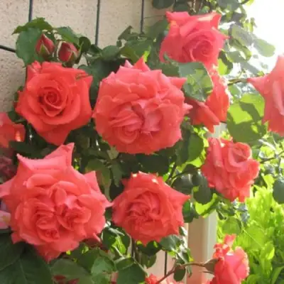 Роза ДИ ДИ БРИДЖУОТЕР плетистая в Могилёве