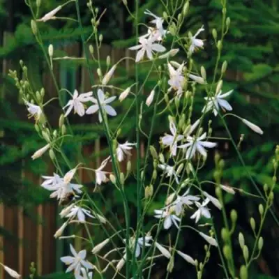 Венечник ветвистый в Могилёве