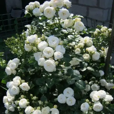 Роза АРТЕМИС шраб в Могилёве