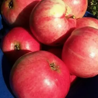 Яблоня СУЙСЛЕПСКОЕ (МАЛИНОВКА) в Могилёве