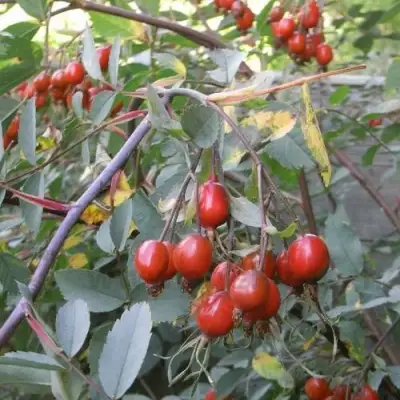 Роза сизая в Могилёве