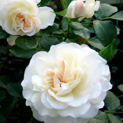 Роза ВАЙТ МЕЙДИЛАНД почвопокровная в Могилёве