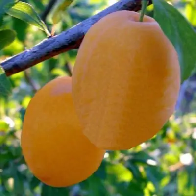 Слива НАТАША в Могилёве