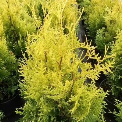 Туя ГОЛДЕН БРАБАНТ западная в Могилёве