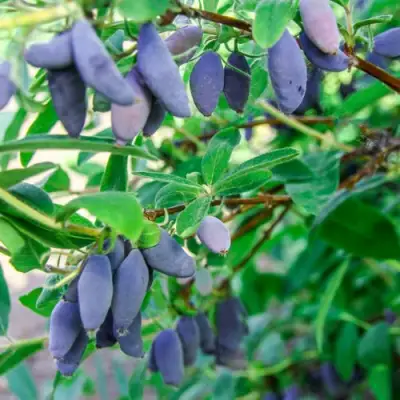 Жимолость съедобная БЛЮ БАНАНА (ГОЛУБОЙ БАНАН) в Могилёве