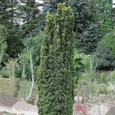 Тис ФАСТИГИАТА РОБУСТА  ягодный  в Могилёве