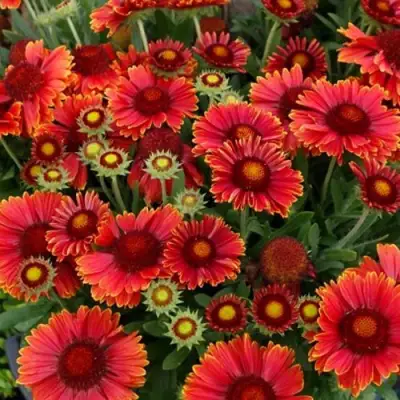 Гайлардия АРИЗОНА РЕД ШЕЙДС в Могилёве