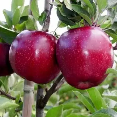 Яблоня РЕД ДЕЛИШЕС в Могилёве
