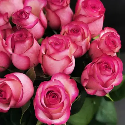 Роза КАРУСЕЛЬ чайно-гибридная в Могилёве