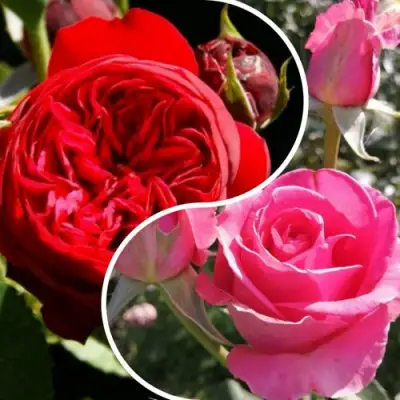 Комплект РОМАНТИЧЕСКИЙ БУКЕТ в Могилёве