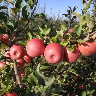 Яблоня ЧЕМПИОН РЕНО в Могилёве