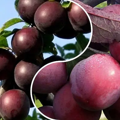 Комплект ИЗЮМИНКА САДА в Могилёве