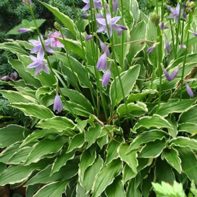 Хоста СТИЛЕТТО гибридная в Могилёве