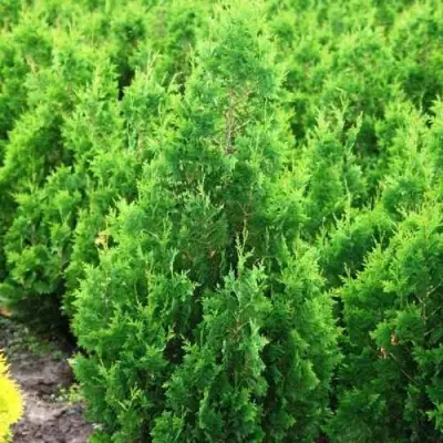 Туя СПИРАЛИС западная в Могилёве