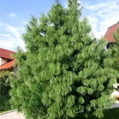 Сосна гриффита в Могилёве