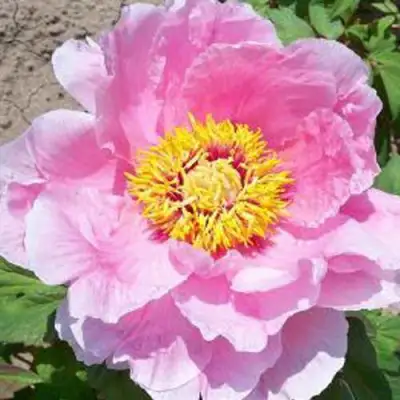 Пион МАРАМАЦУ-ЗАКУРА древовидный в Могилёве