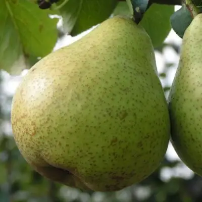 Груша ПЛАТОНОВСКАЯ в Могилёве
