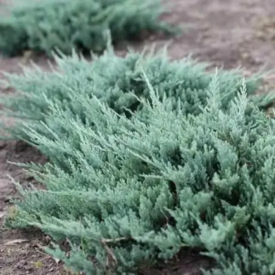 Можжевельник БЛЮ ЧИП горизонтальный  в Могилёве