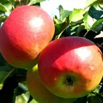 Яблоня СОКОЛОВСКОЕ стелющаяся в Могилёве