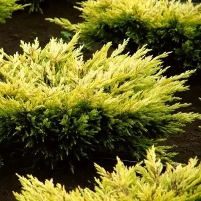 Можжевельник ЛАЙМ ГЛОУ горизонтальный  в Могилёве