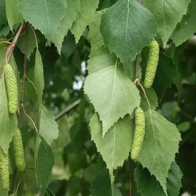 Береза бумажная в Могилёве