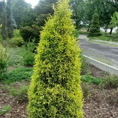 Можжевельник ГОЛД КОН обыкновенный в Могилёве