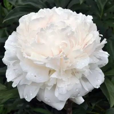 Пион БРАЗЕР ЧАК травянистый в Могилёве