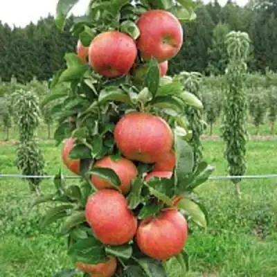 Яблоня ЯНТАРНОЕ ОЖЕРЕЛЬЕ колонновидная в Могилёве