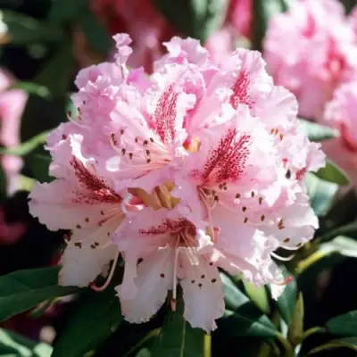 Рододендрон ЧИР в Могилёве