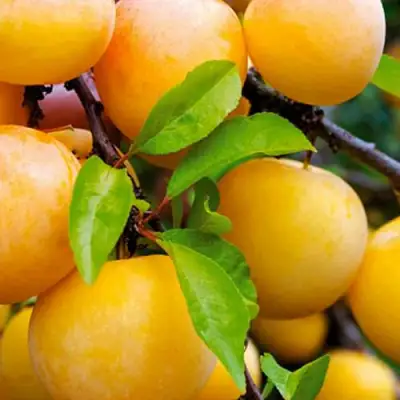 Слива МЕДОВАЯ ЖЁЛТАЯ в Могилёве