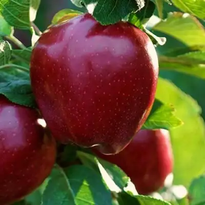 Яблоня РЕД ЧИФ в Могилёве