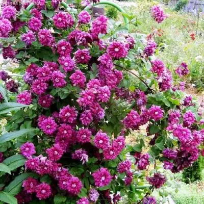 Клематис ПУРПУРЕА ПЛЕНА ЭЛЕГАНС в Могилёве