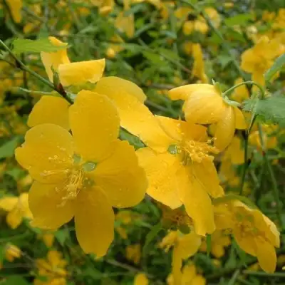 Керрия японская ГОЛДЕН ГИНЕЯ в Могилёве