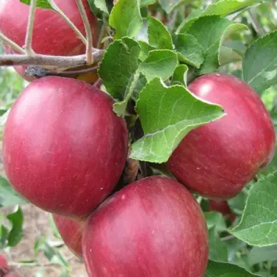 Яблоня МОСКОВСКОЕ ОЖЕРЕЛЬЕ колонновидная в Могилёве