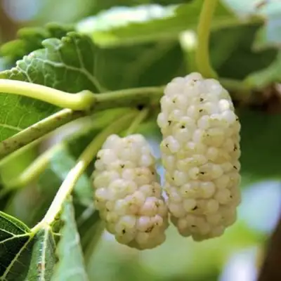 Шелковица БЕЛАЯ АЛЬБА в Могилёве