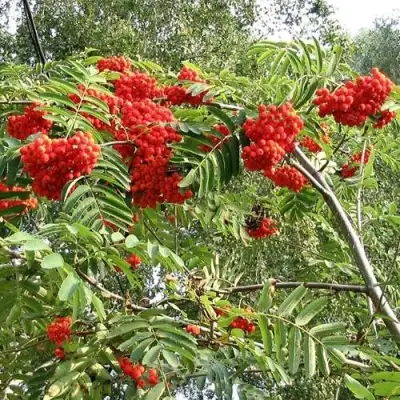Рябина САХАРНАЯ ПЕТРОВА сладкоплодная в Могилёве