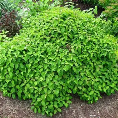 Дерен КЕЛСЕИ шелковистый  в Могилёве