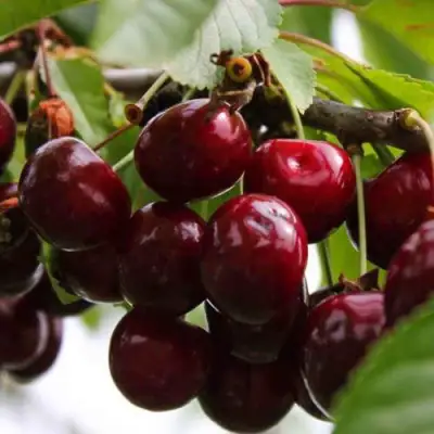 Вишня НОВОДВОРСКАЯ в Могилёве