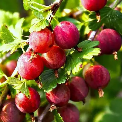 саженцы крыжовника садко