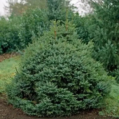 Ель НАНА сербская в Могилёве