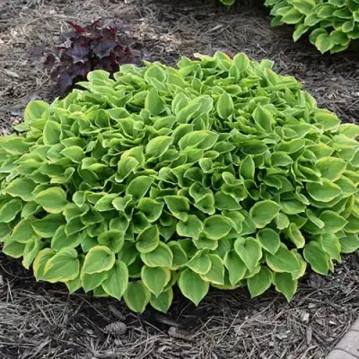 Хоста ГОЛДЕН ТИАРА в Могилёве