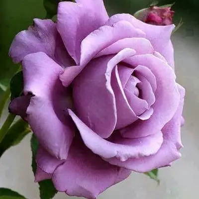 Роза МАЙЗЕР чайно-гибридная в Могилёве