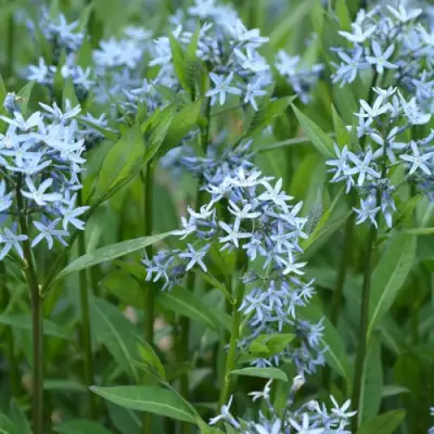 Амсония иволистная в Могилёве