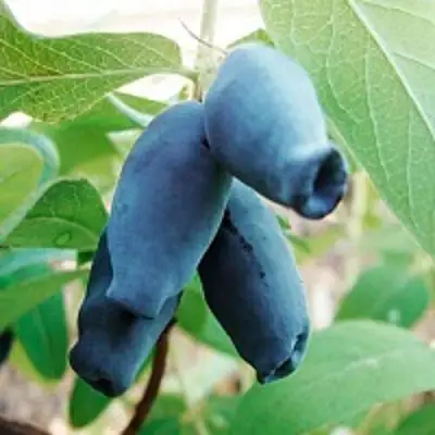 Жимолость съедобная АМФОРА в Могилёве