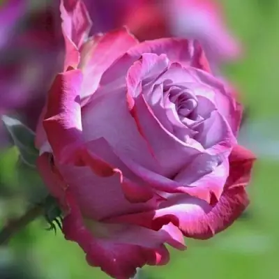 Роза ДИП ВОТЕР чайно-гибридная в Могилёве