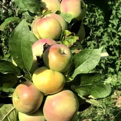 Яблоня ПРИОКСКОЕ колонновидная в Могилёве