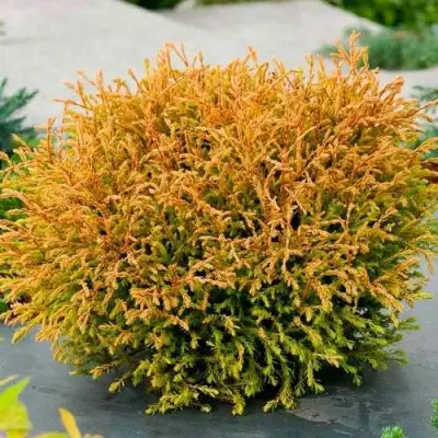 Туя ГОЛДЕН ТАФФЕТ западная в Могилёве