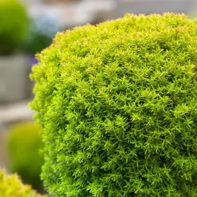 Туя АННИЕК западная в Могилёве