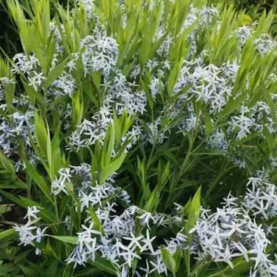 Амсония иволистная в Могилёве