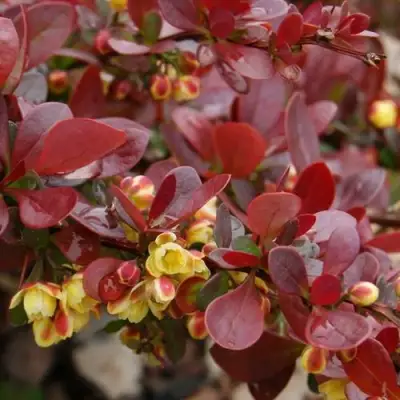 Барбарис КАРМЕН тунберга в Могилёве